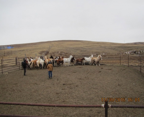 Stray Horse Round up Bylaw