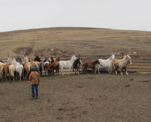 Stray Horse Round up Bylaw