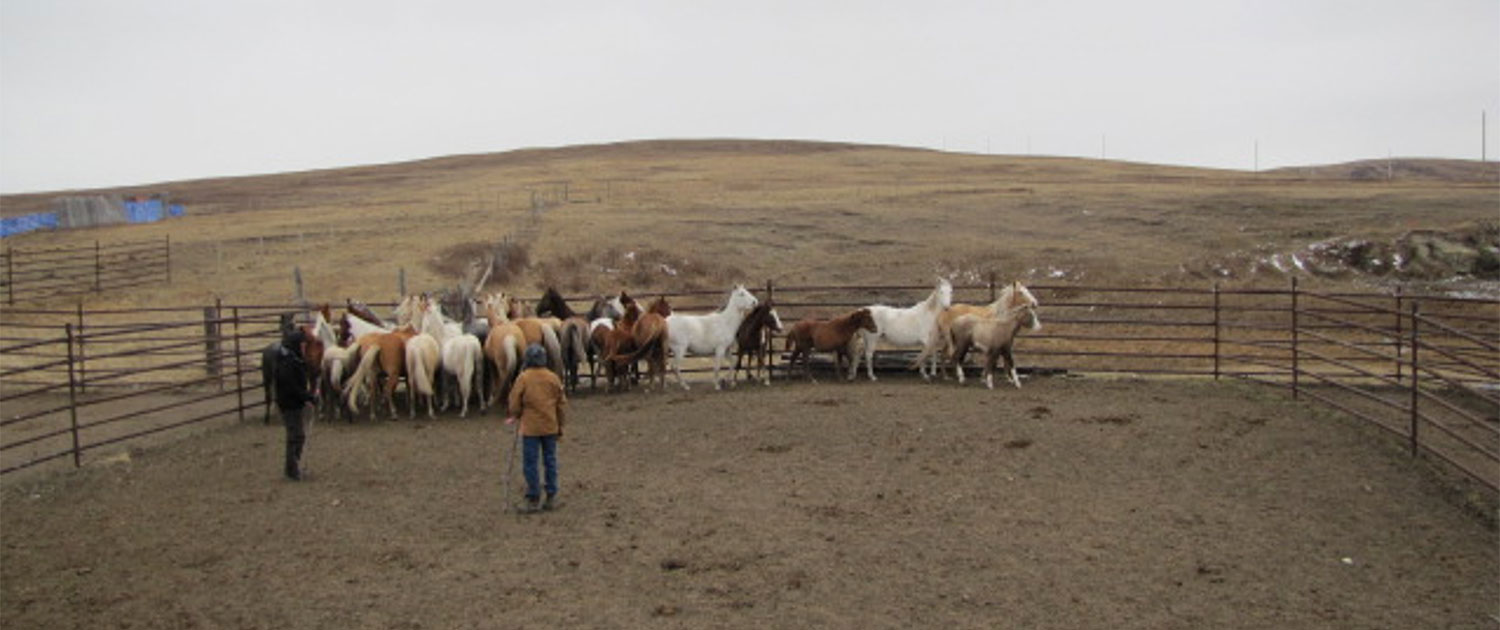 Stray Horse Round up Bylaw