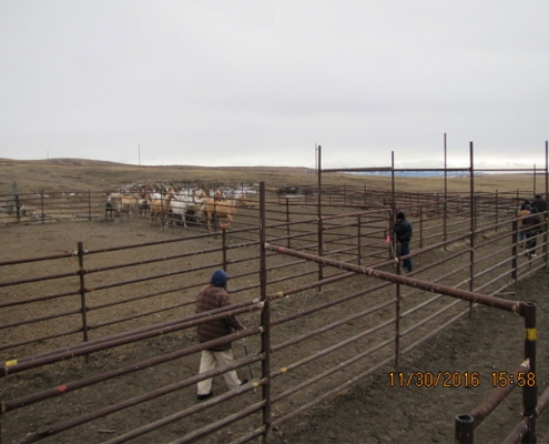 Stray Horse Round up Bylaw