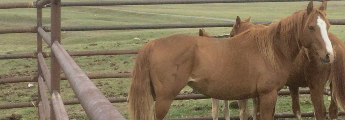 Livestock Field Technician