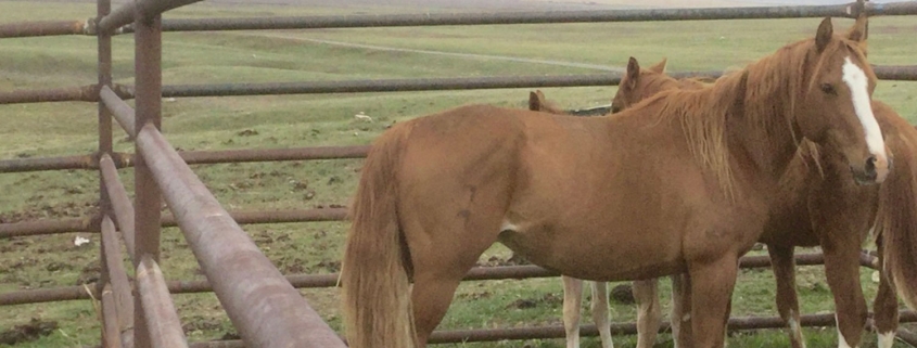Livestock Field Technician