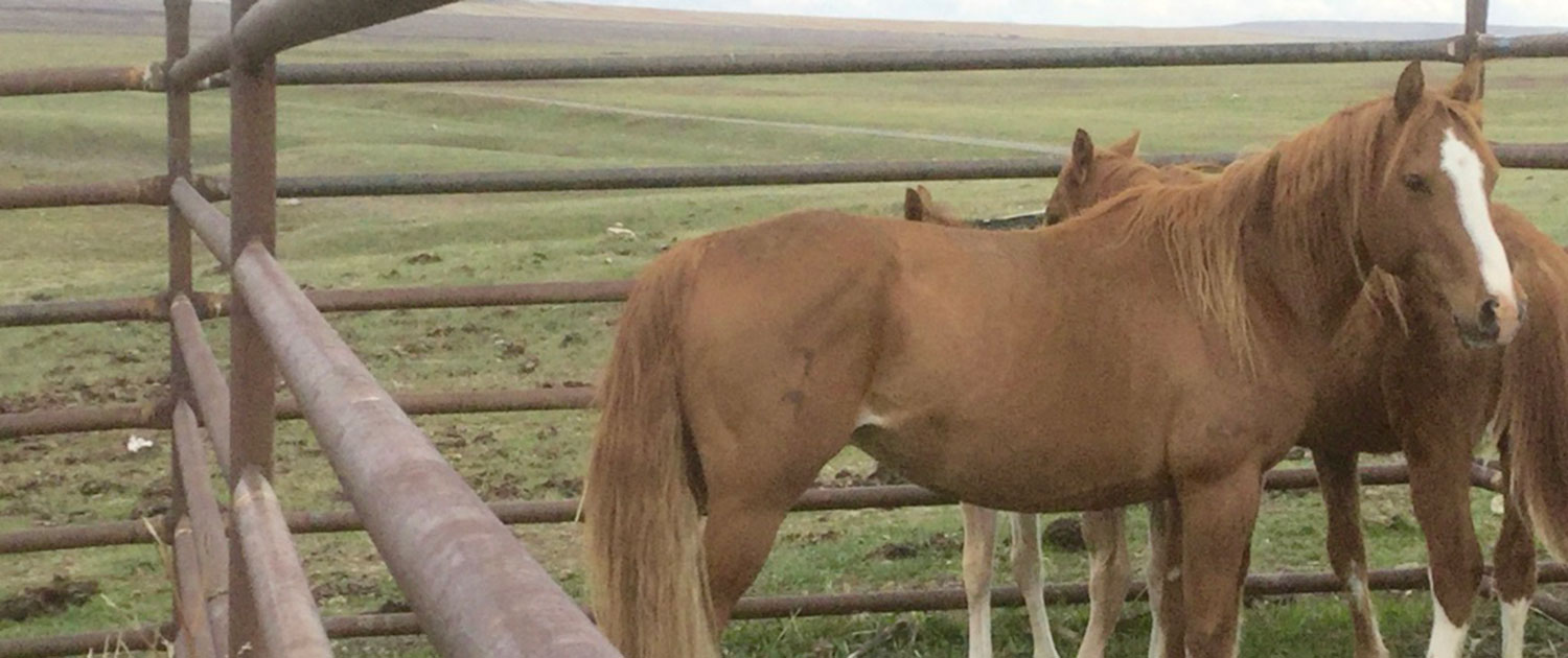 Livestock Field Technician